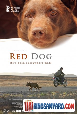 წითელი ძაღლი / Red Dog